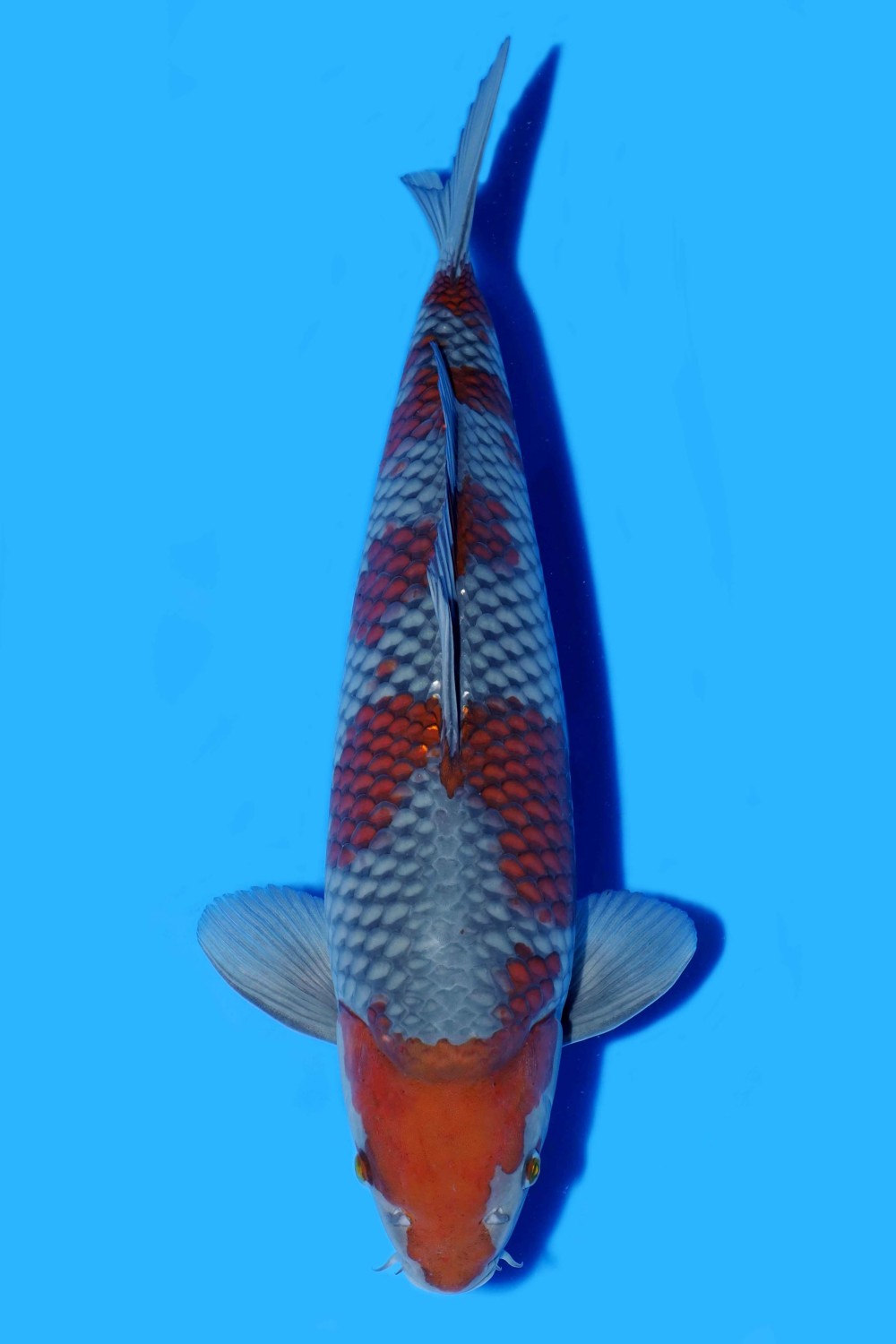 Juara 3