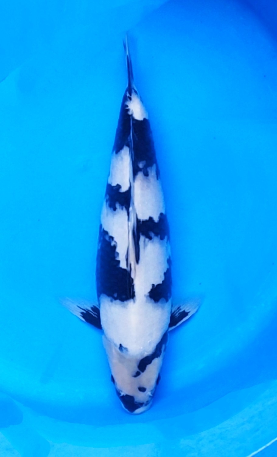 Juara 4