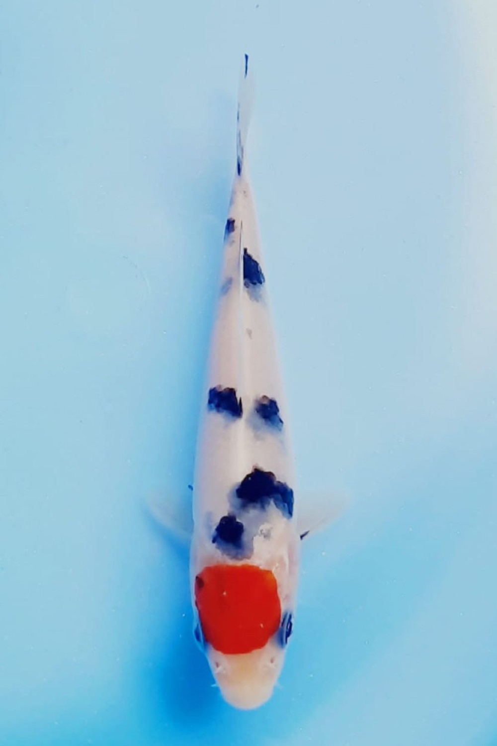 Juara 4