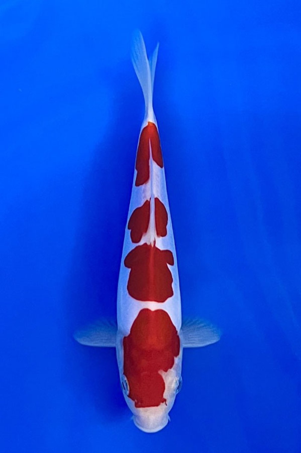 Juara 2