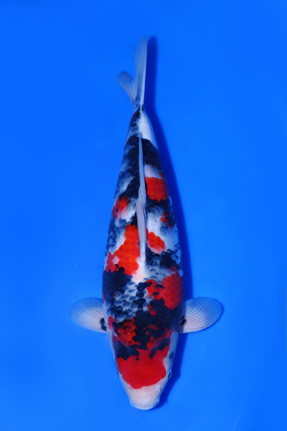 Juara 1