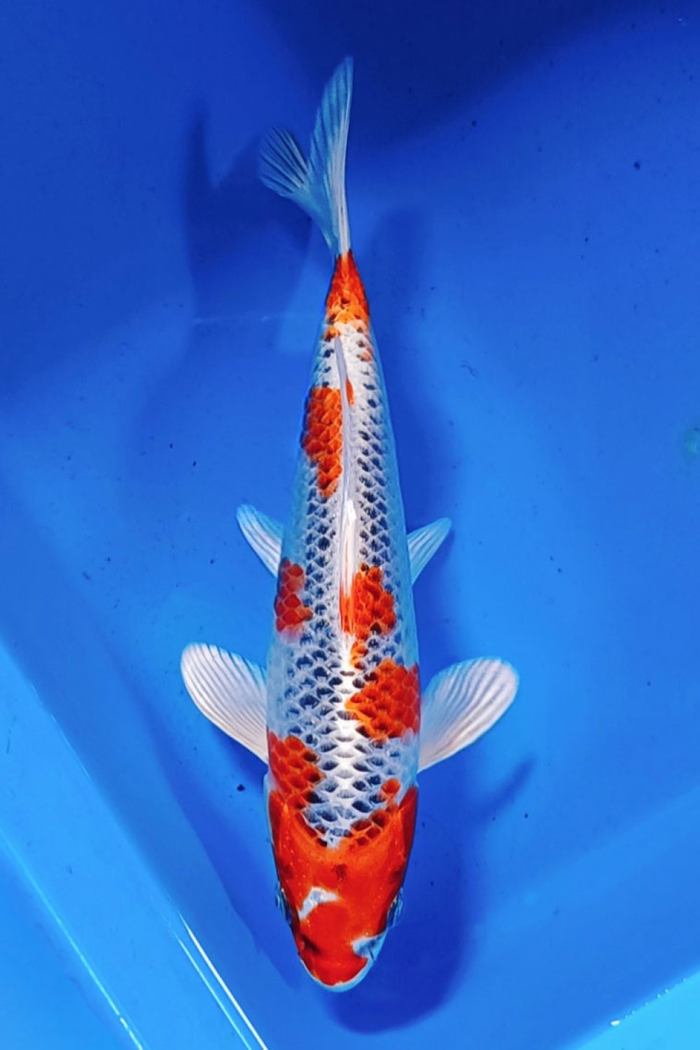 Juara 1