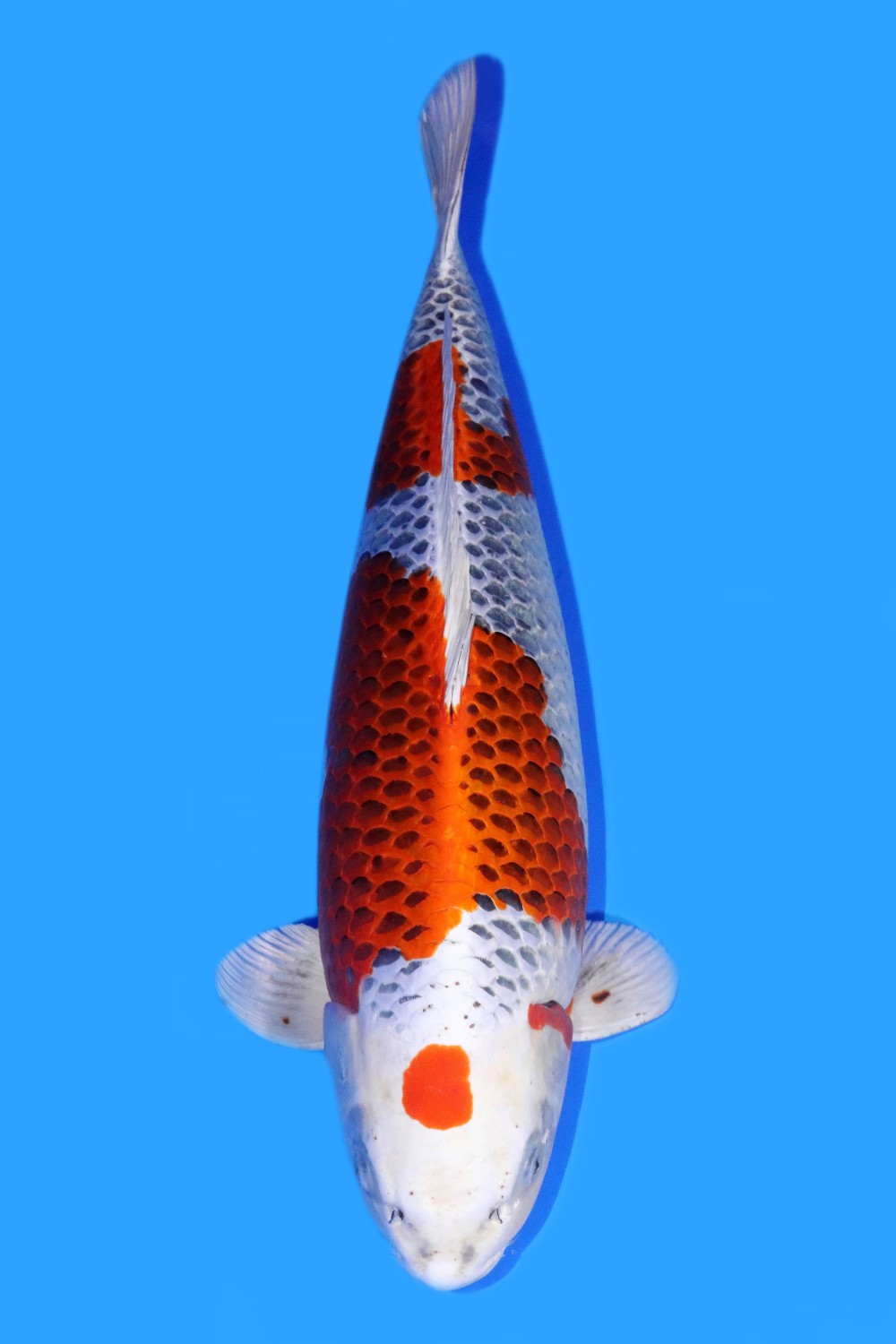 Juara 1