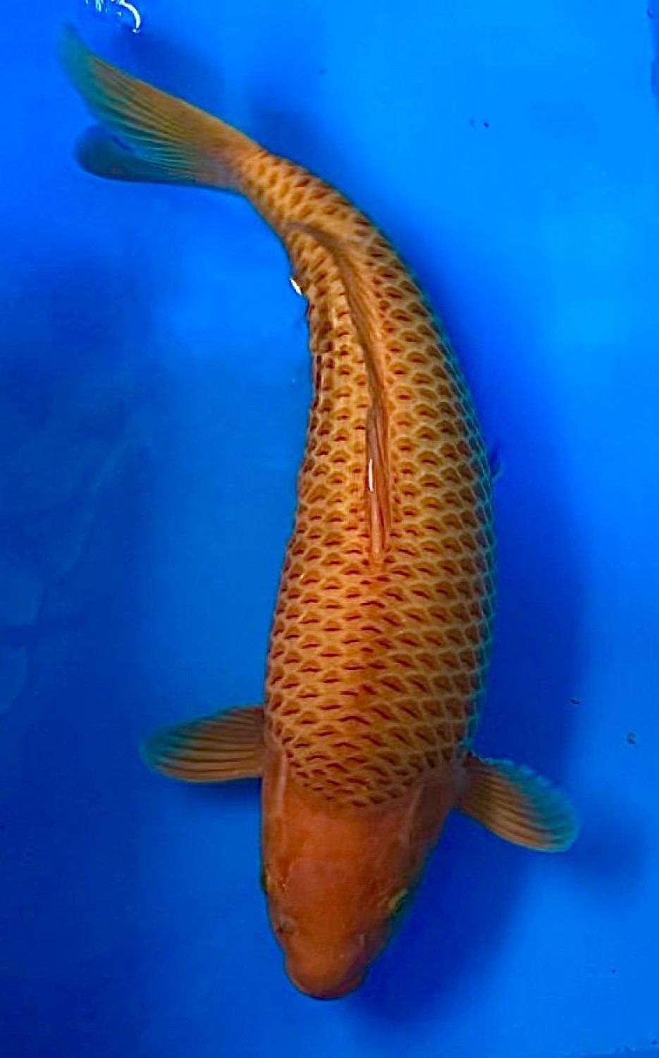 Best In Size E 46 - 50 cm