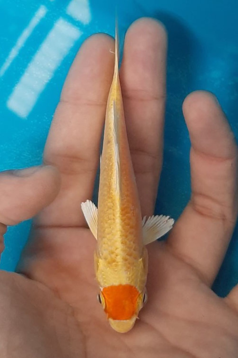 Mini Champion C