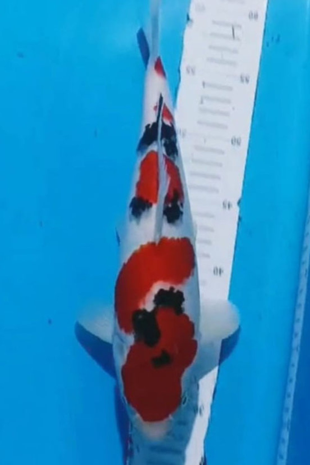 Juara 1