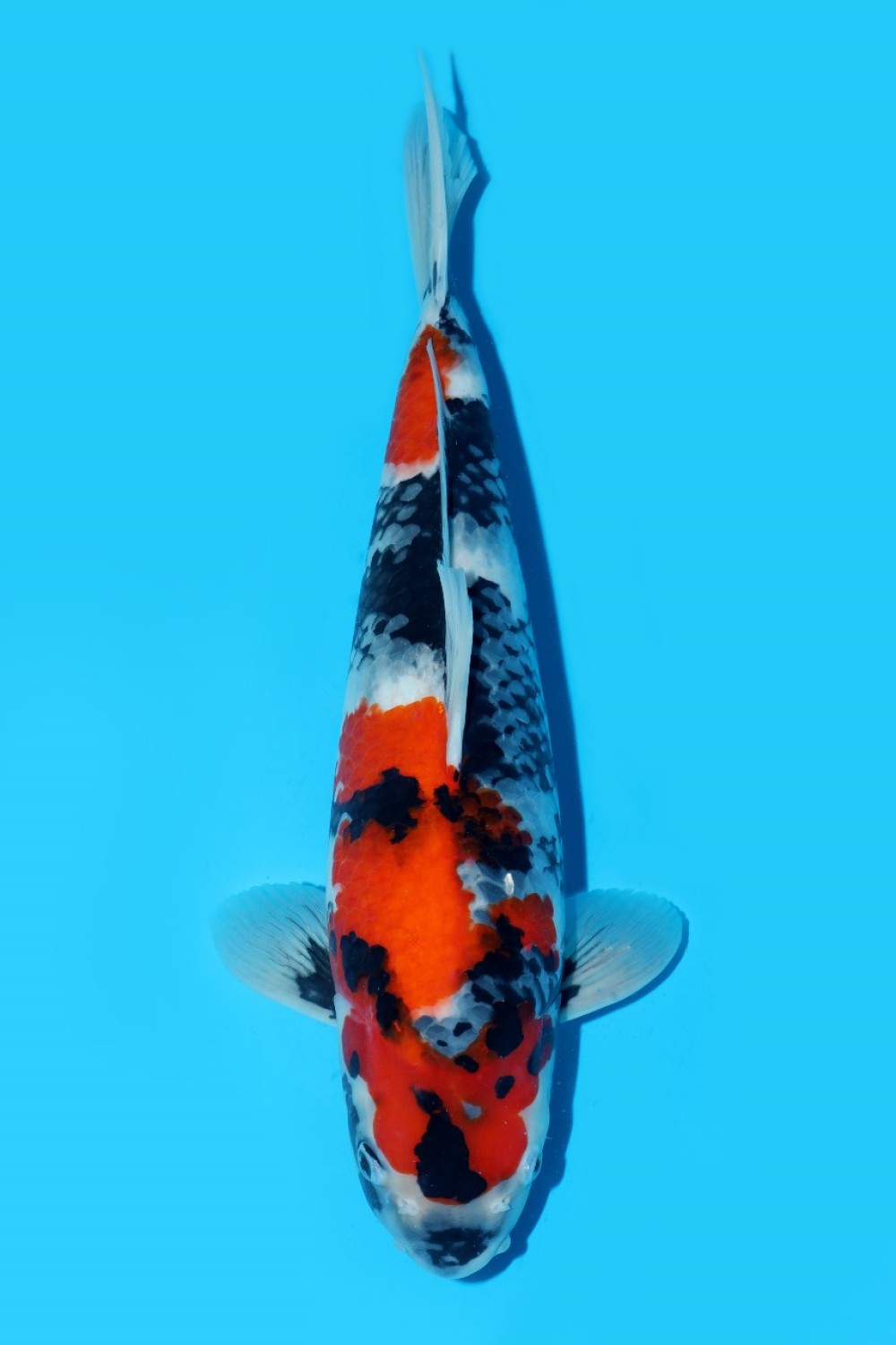 Juara 1