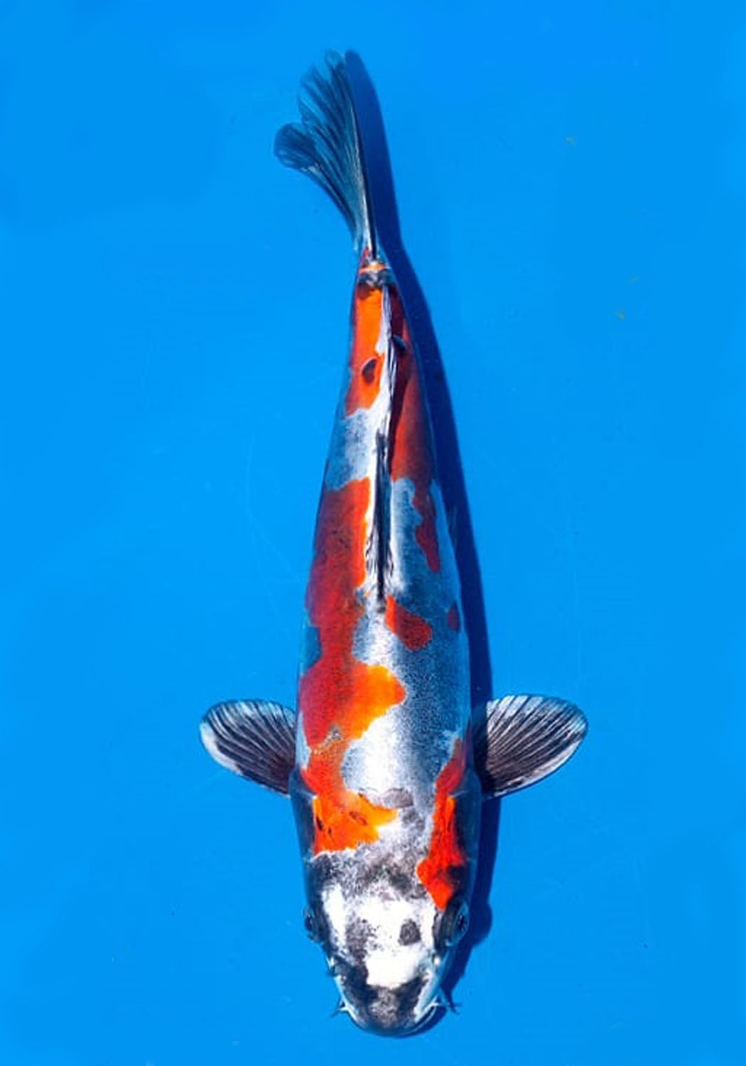 Juara 1