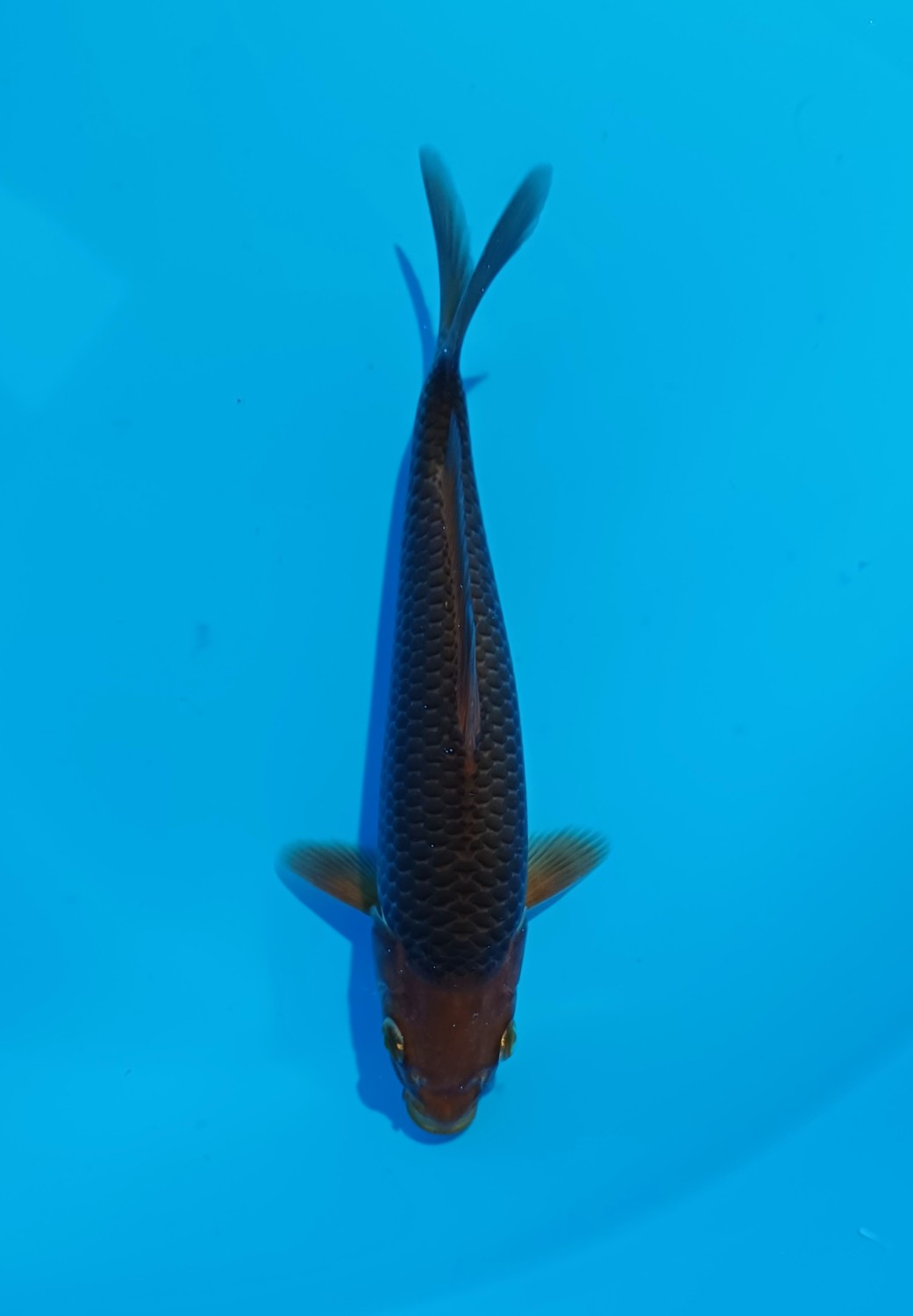 Juara 2