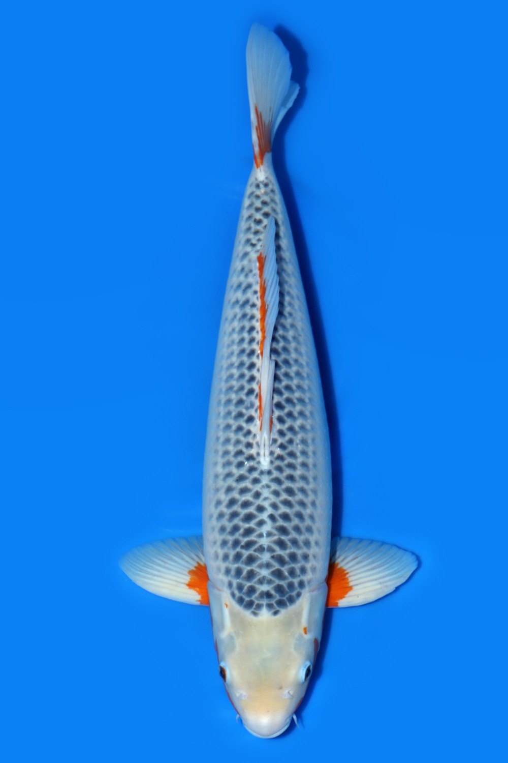 Juara 1