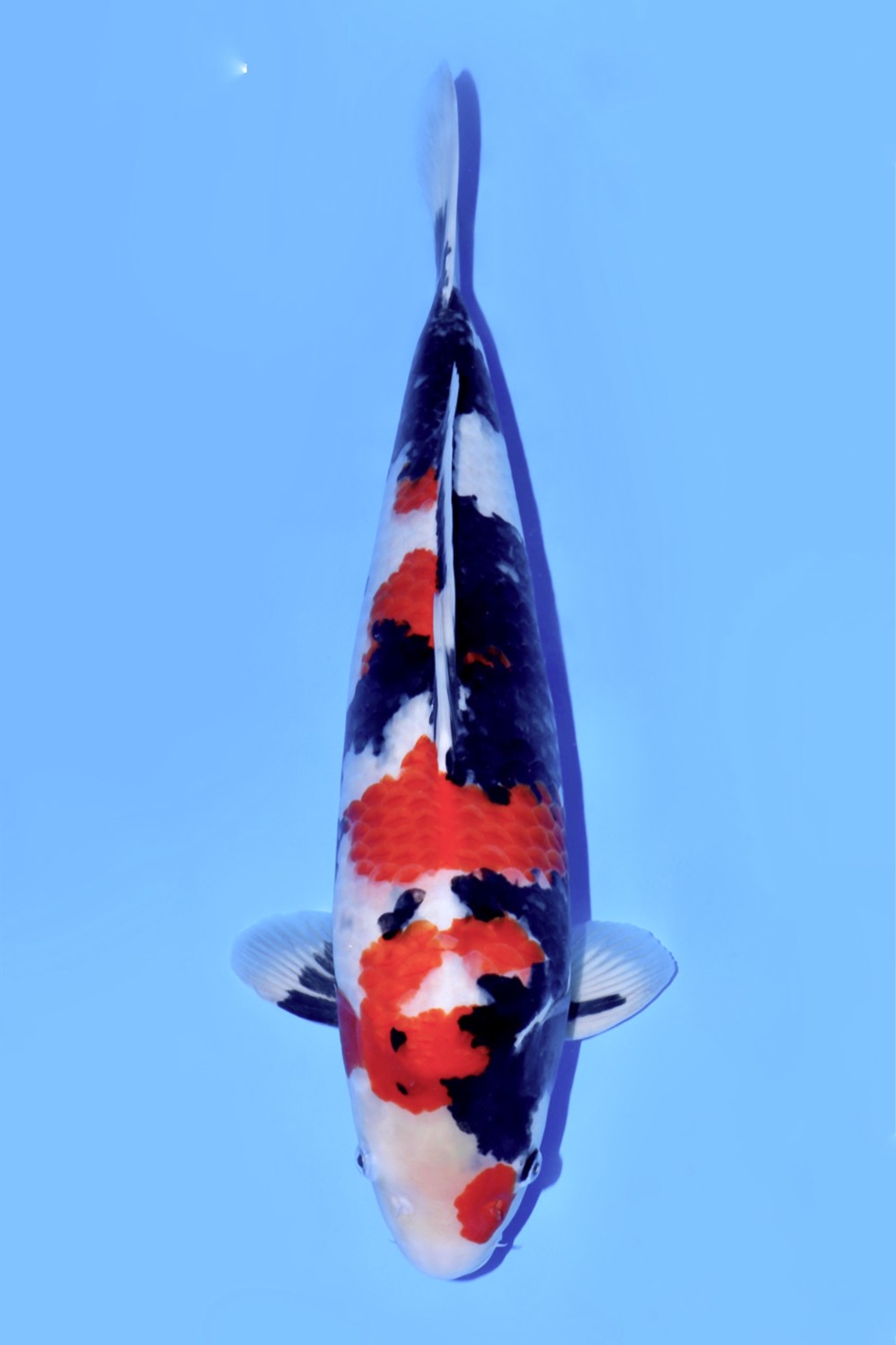 Juara 2