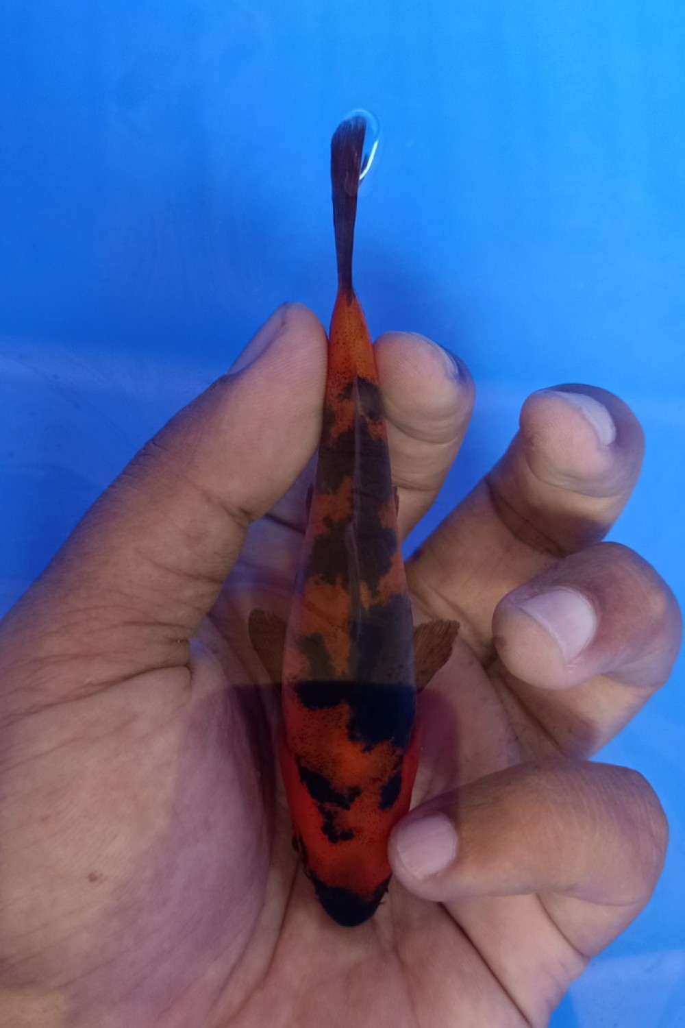 Juara 1
