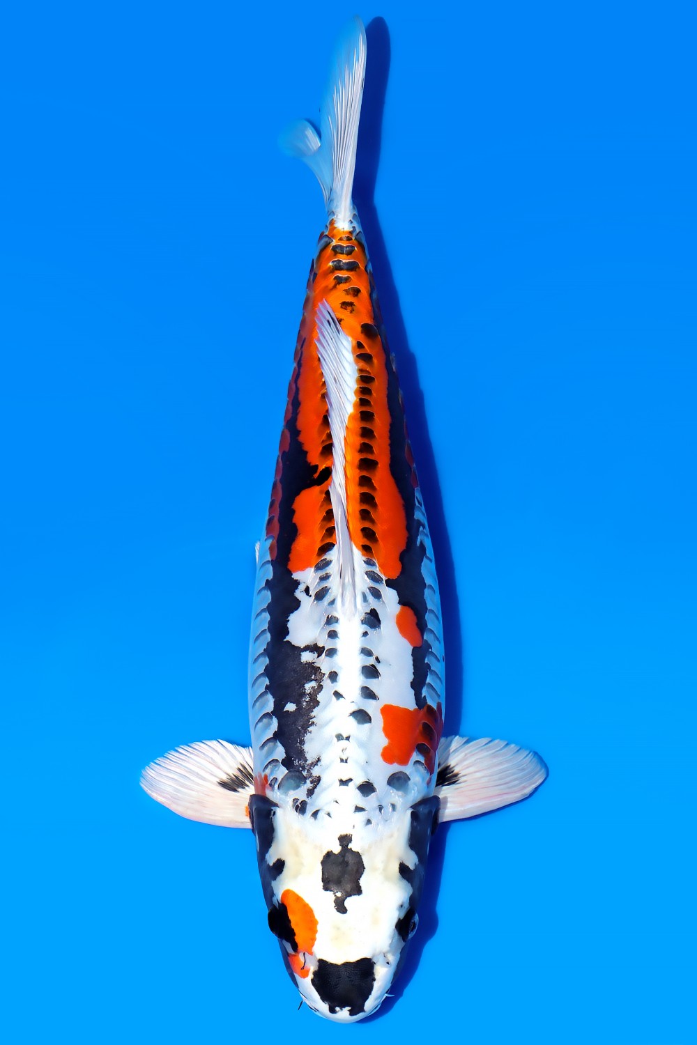 Juara 1