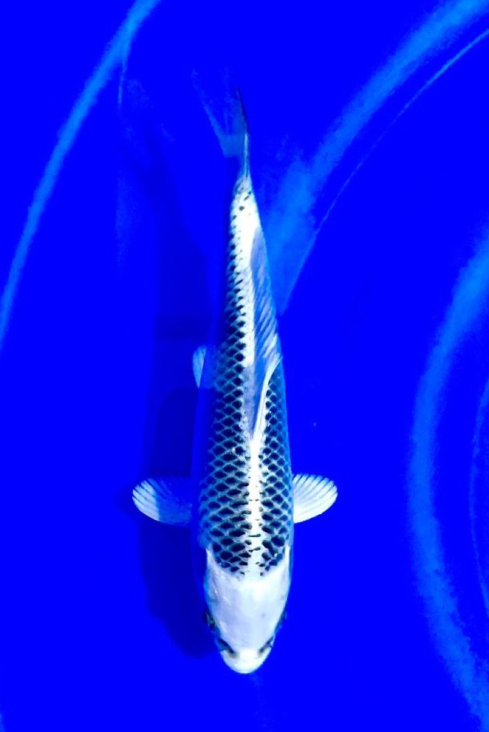 Juara 5