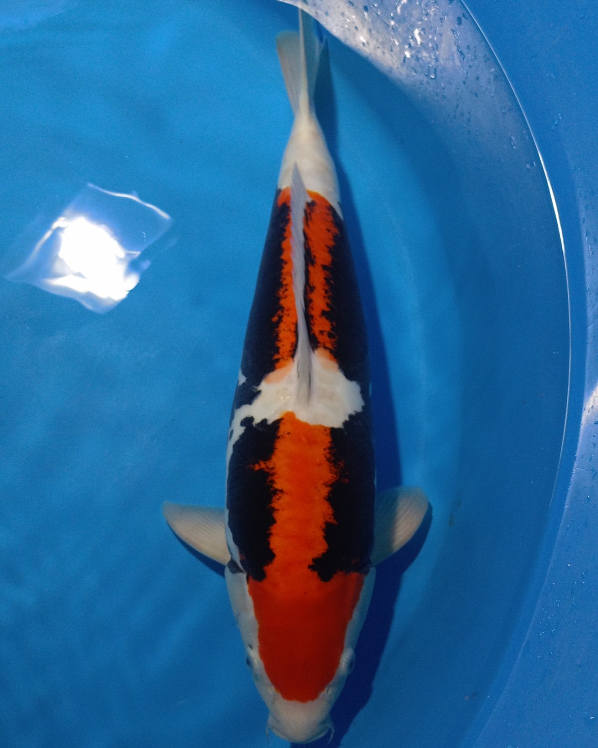 Juara 2