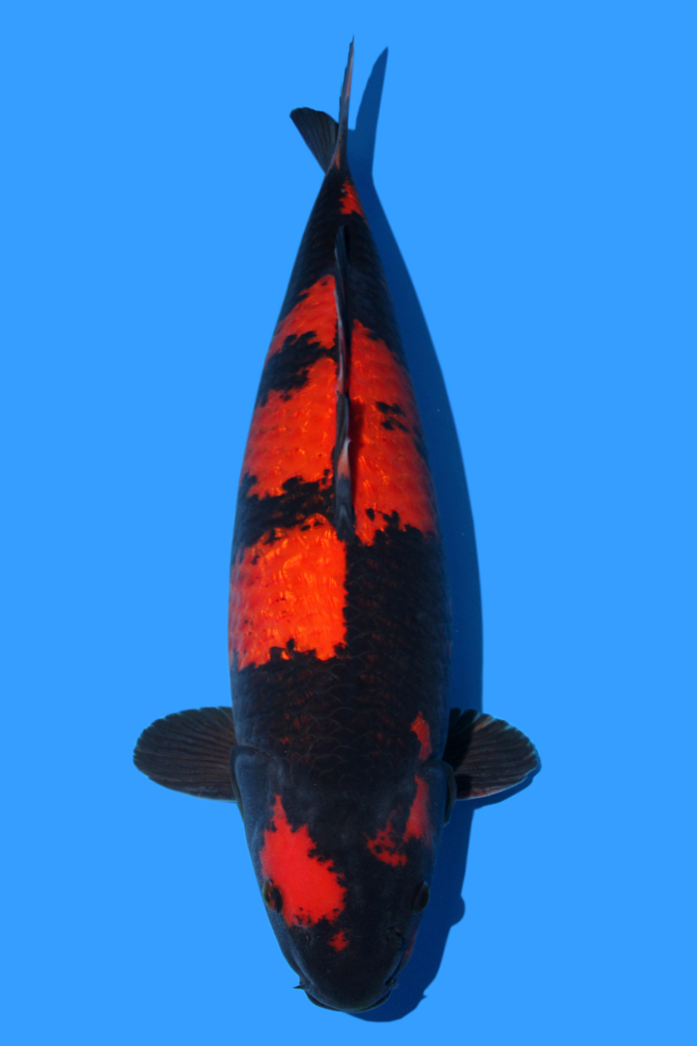 Juara 4