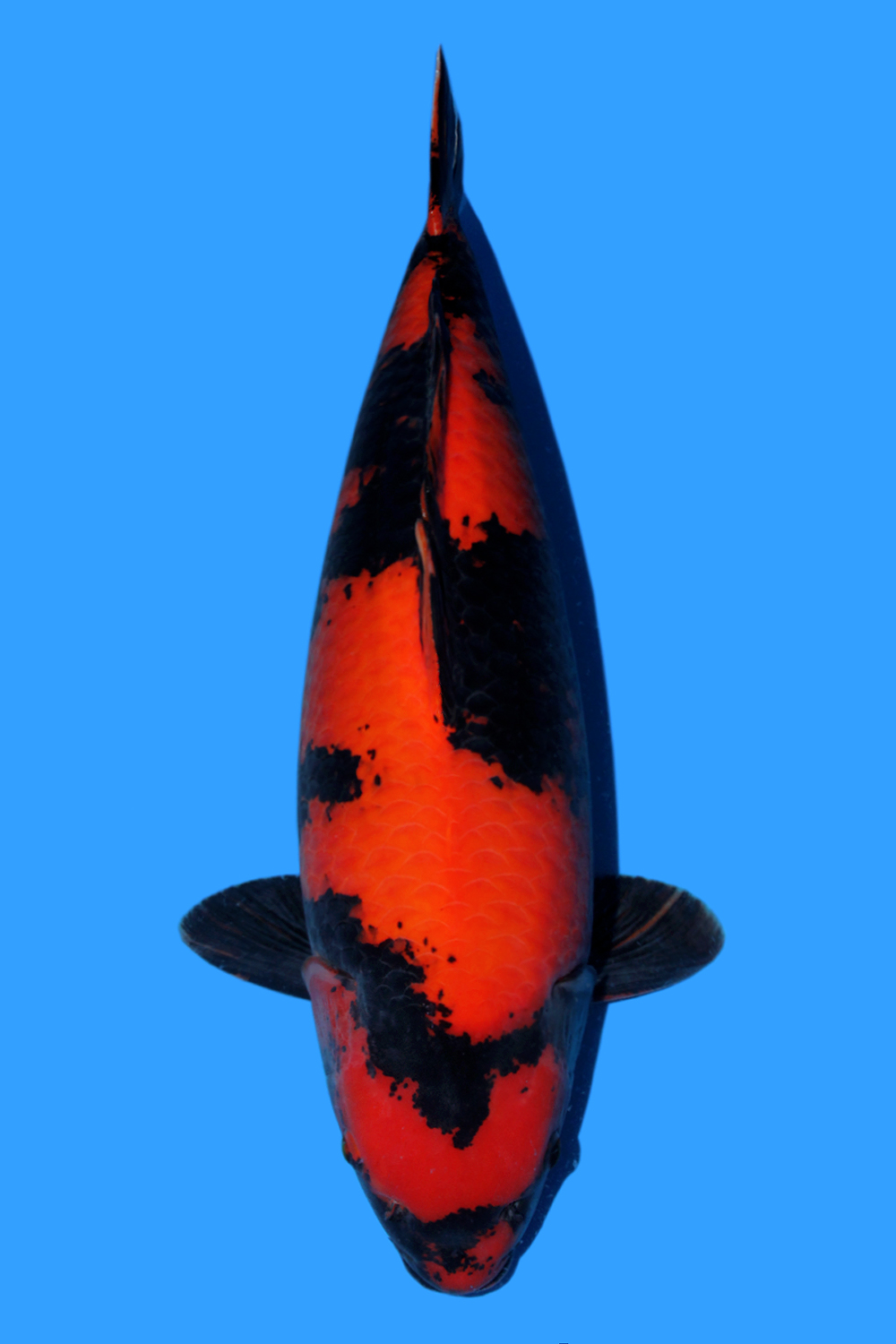 Juara 1