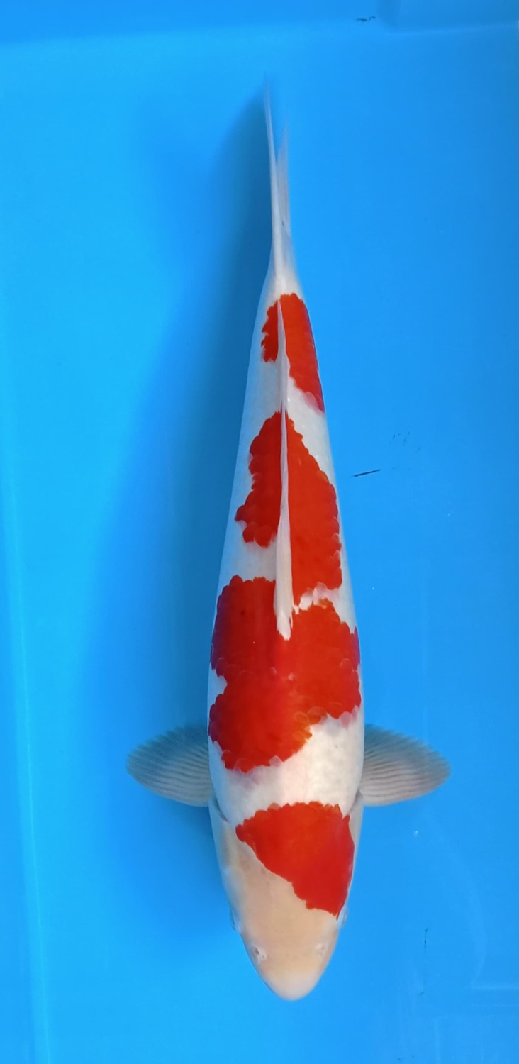 Juara 4
