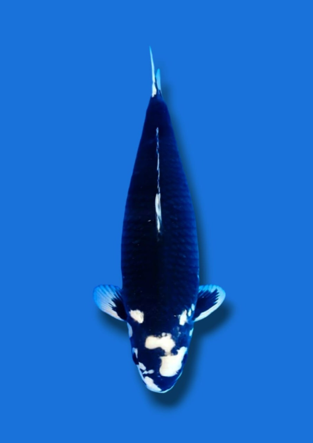 Juara 2