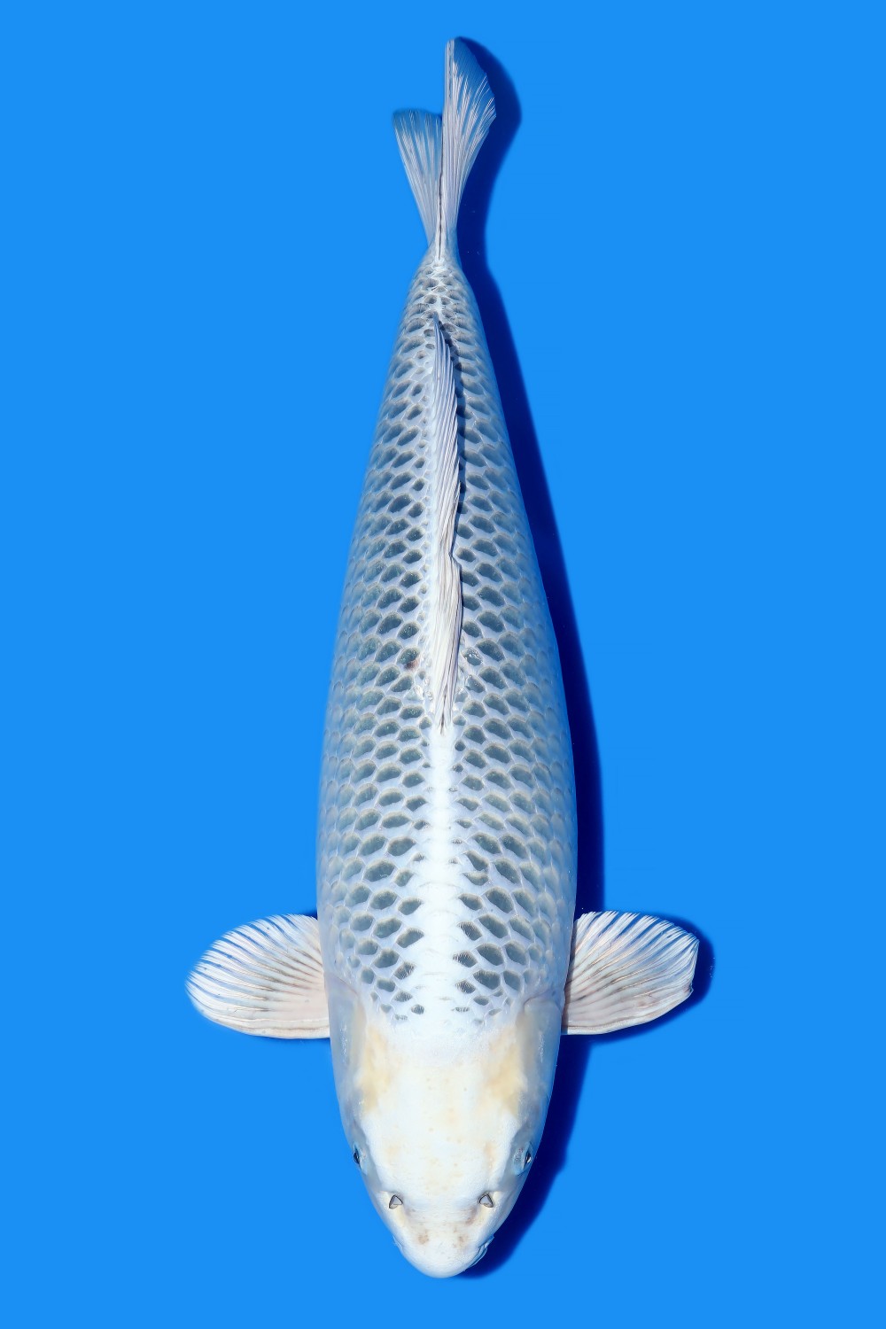 Juara 1