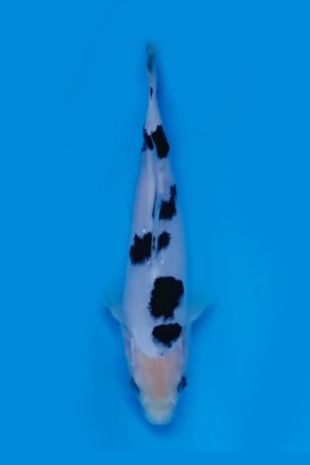 Juara 2