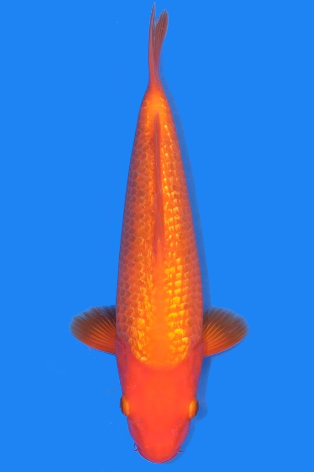 Juara 5