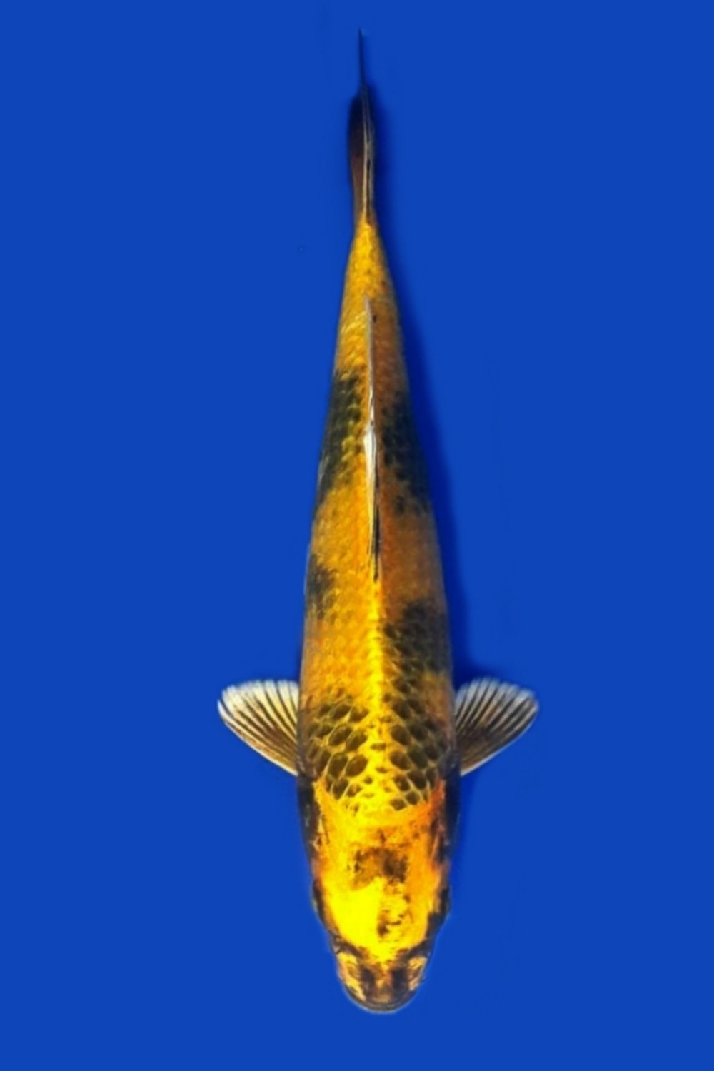 Juara 4