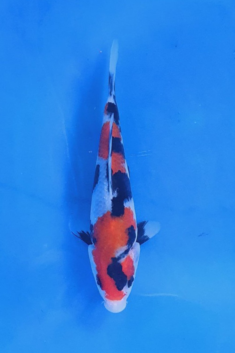 Juara 1