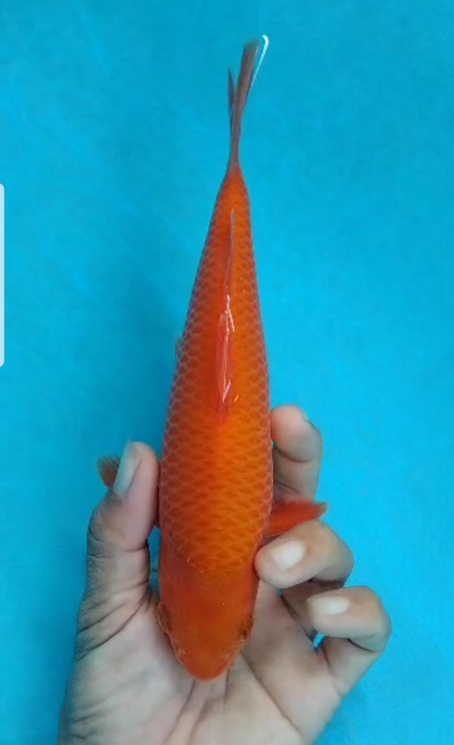 Juara 1