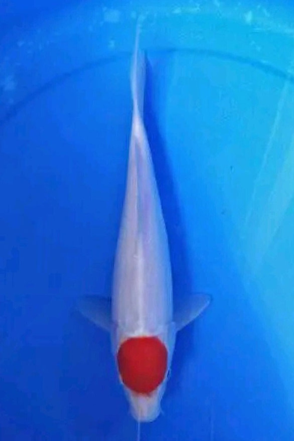 Juara 5