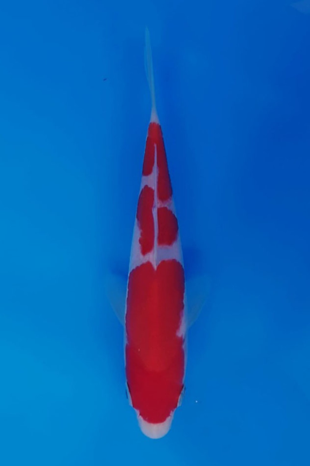 Juara 3