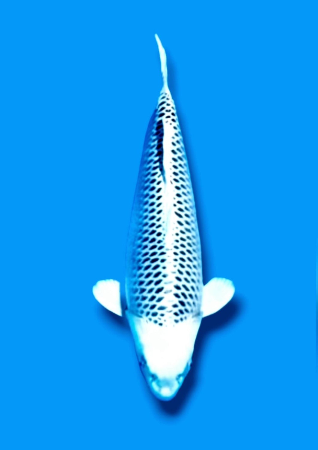 Juara 1