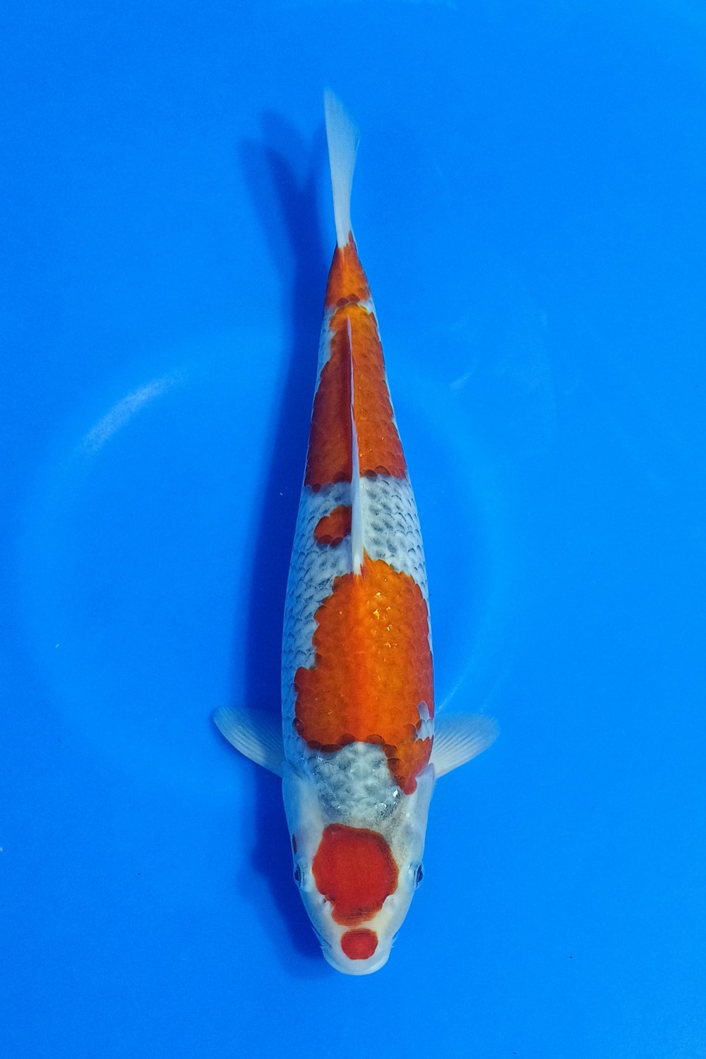 Juara 1