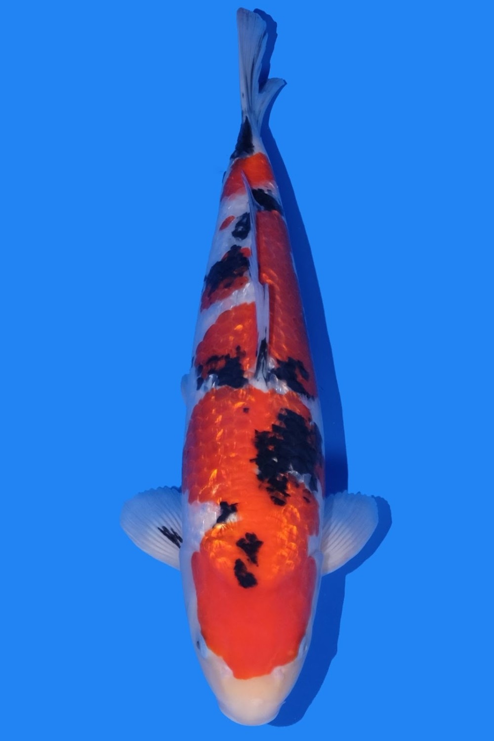 Juara 1