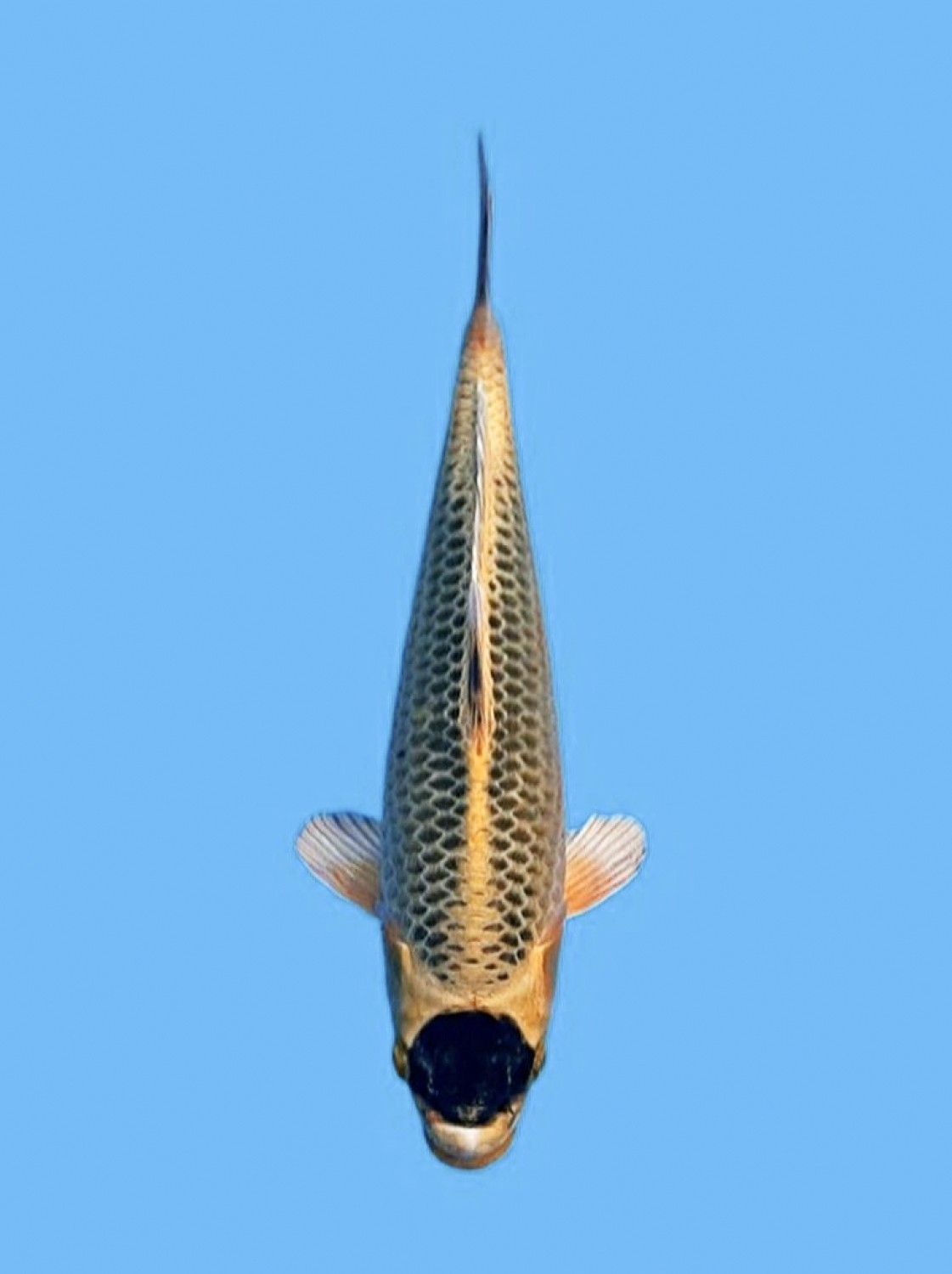 Juara 1