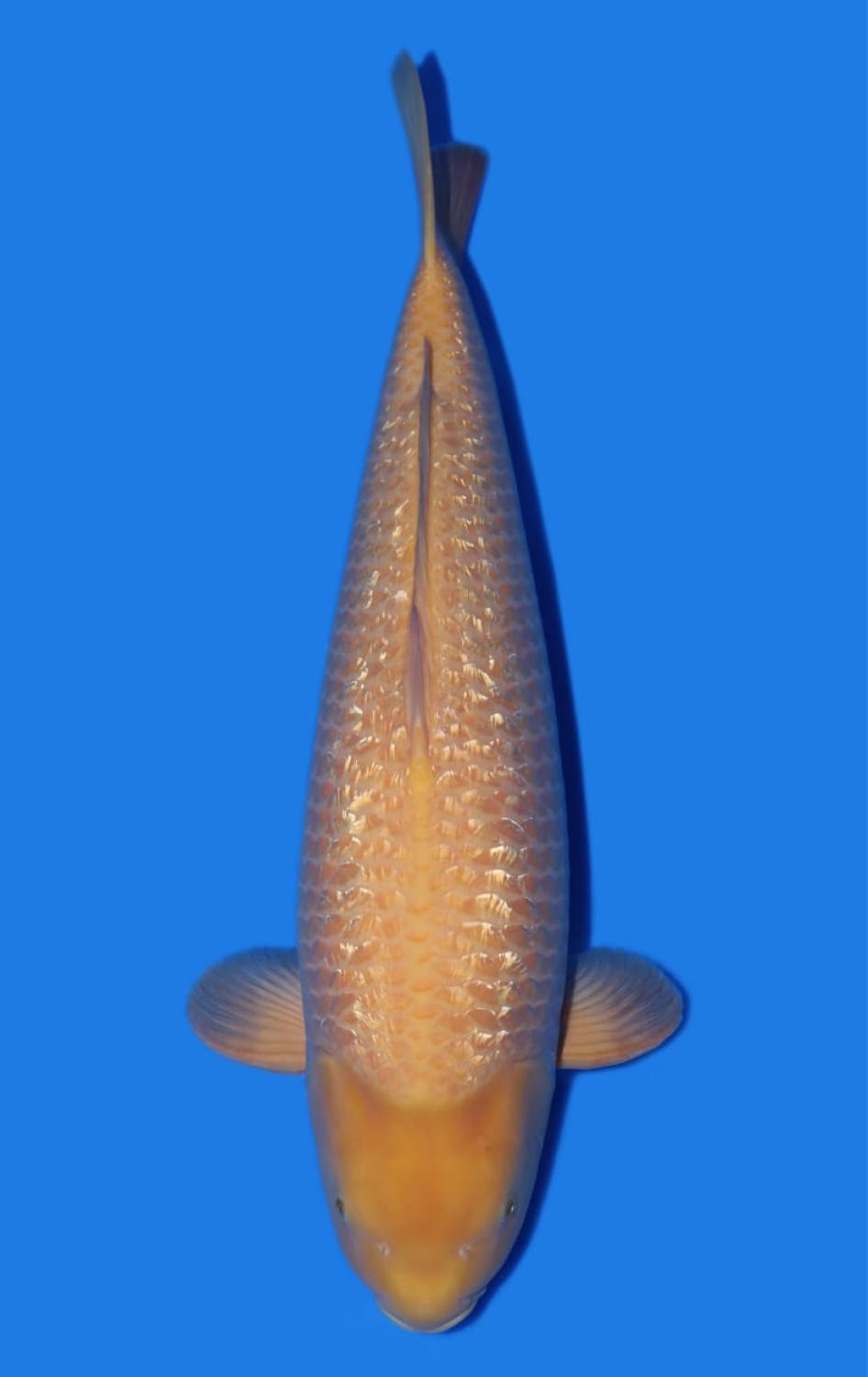Juara 1