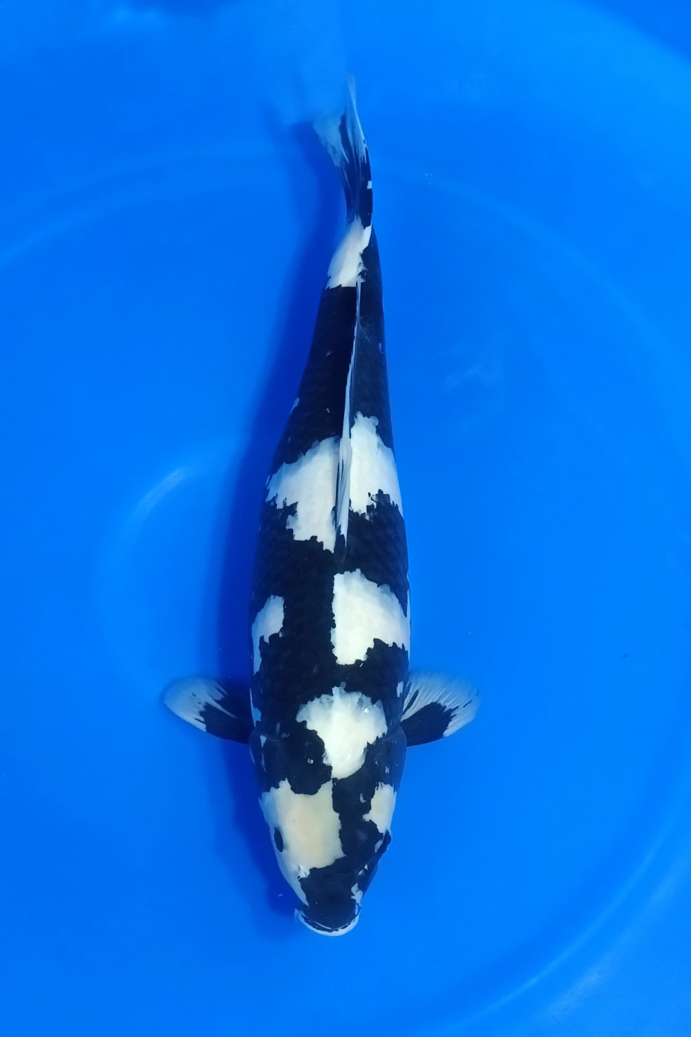 Juara 5