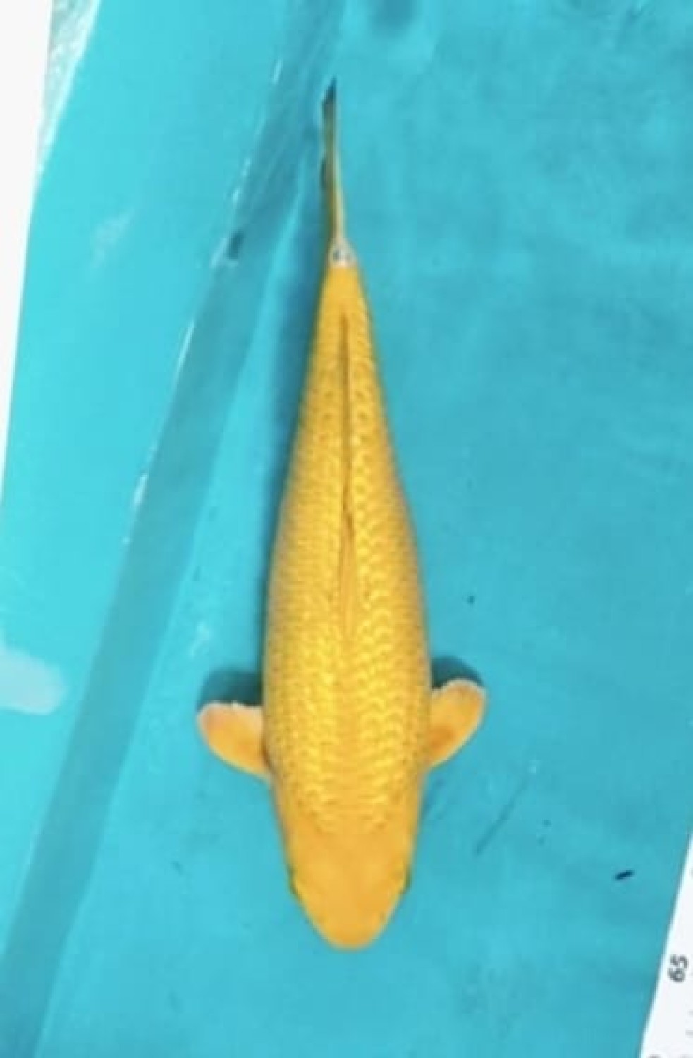 Juara 1