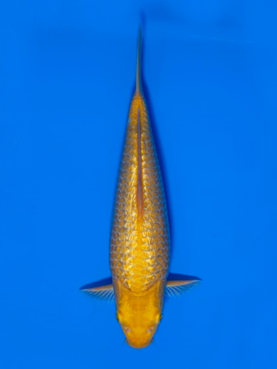 Juara 4
