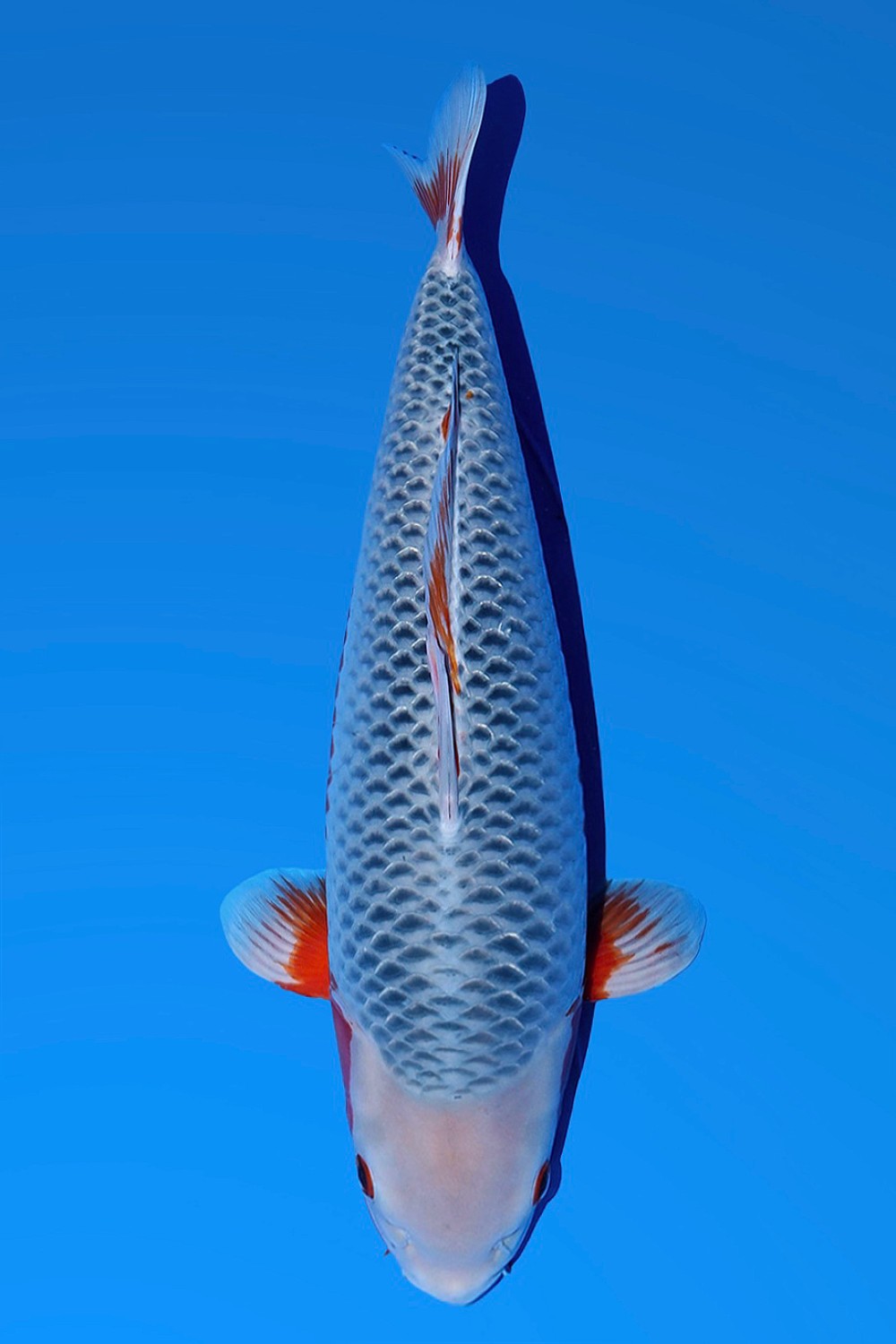 Juara 2