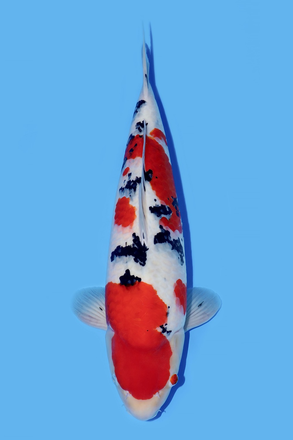 Juara 2