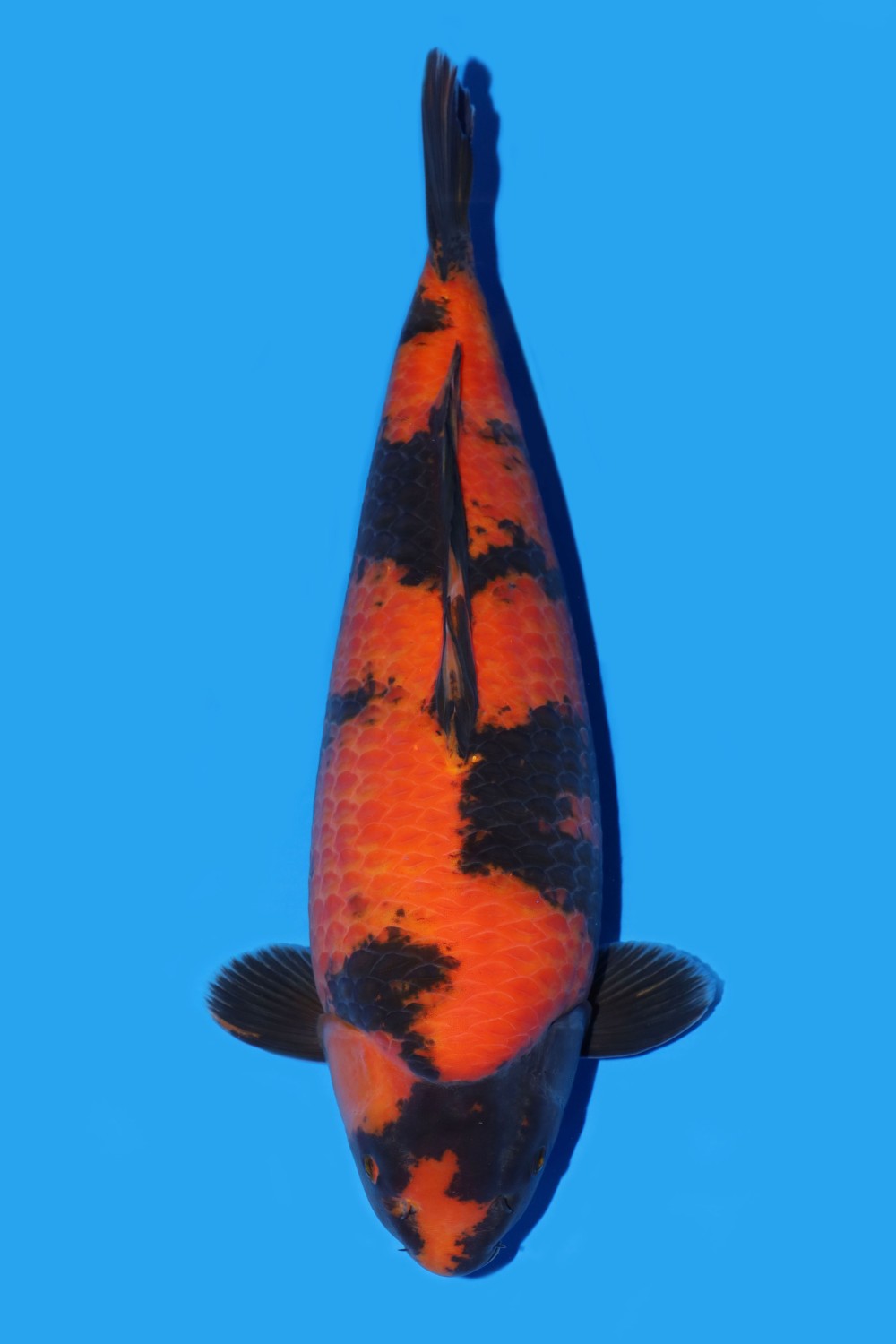 Juara 1