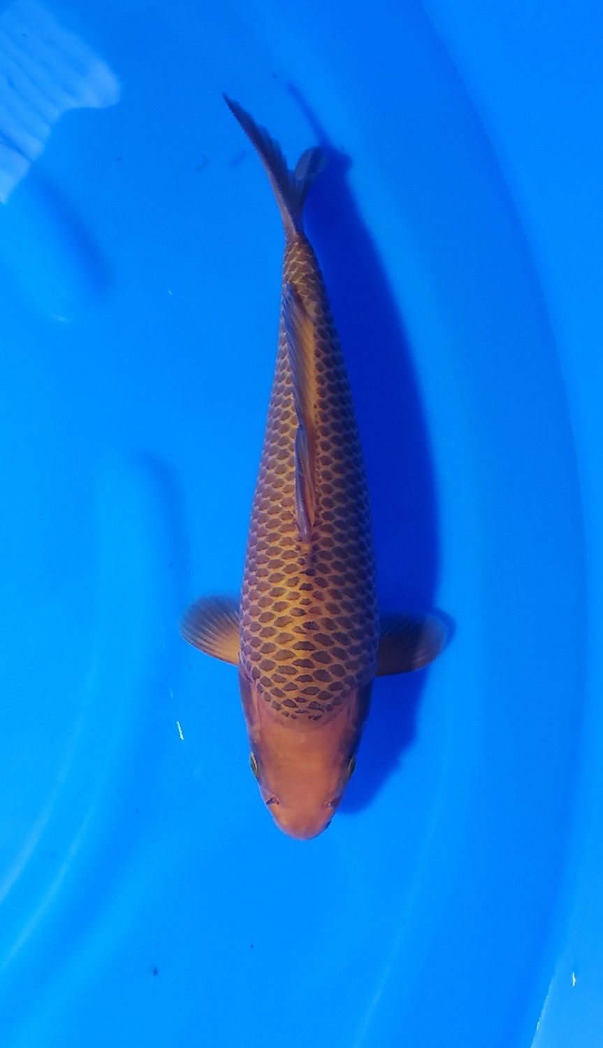 Juara 3