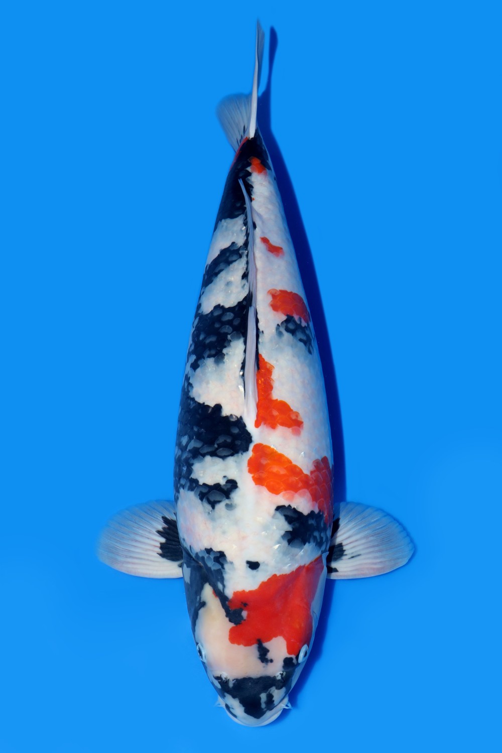Juara 1