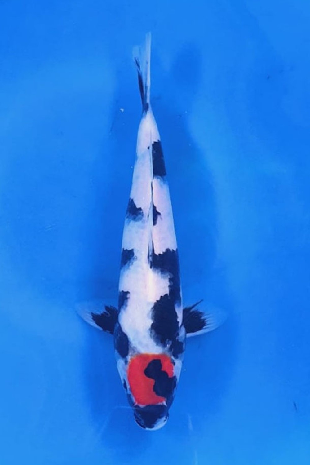 Juara 1