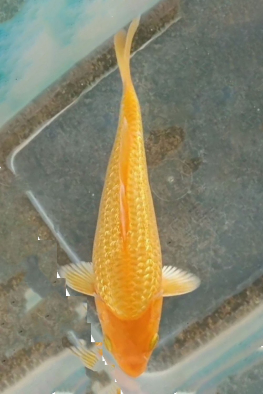 Juara 4