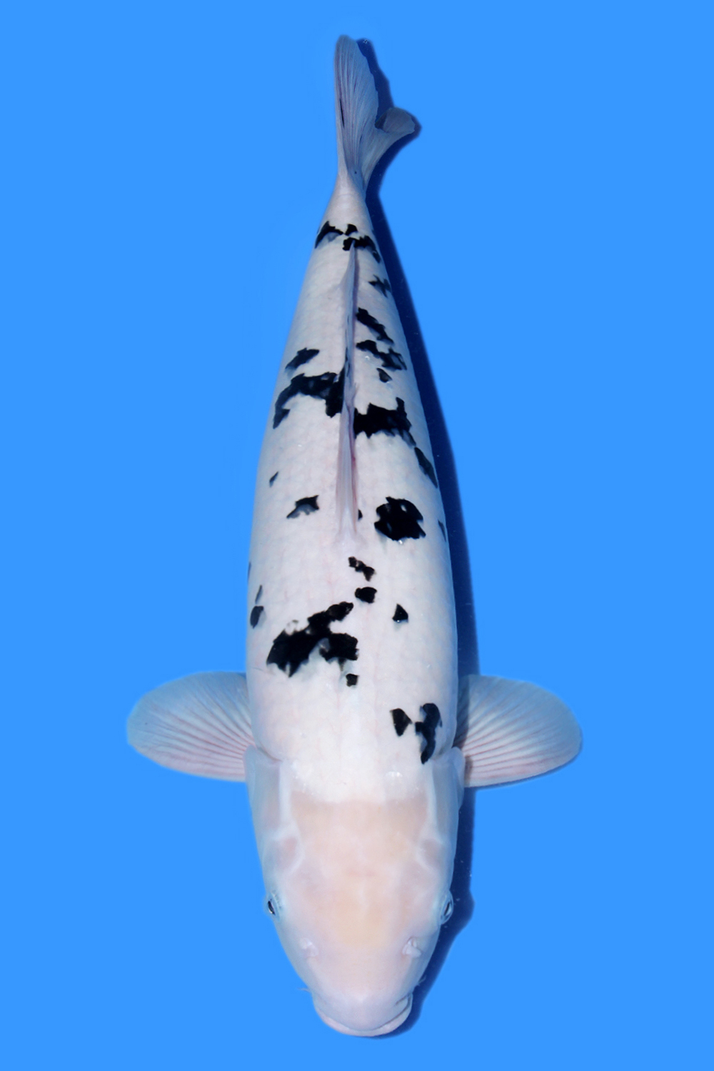 Juara 1