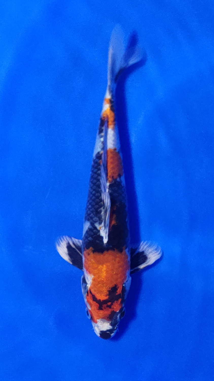 Juara 5
