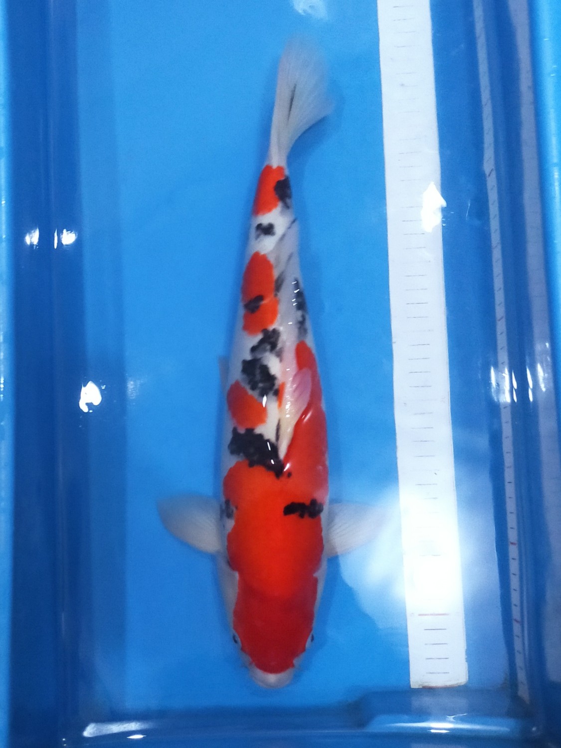 Juara 2