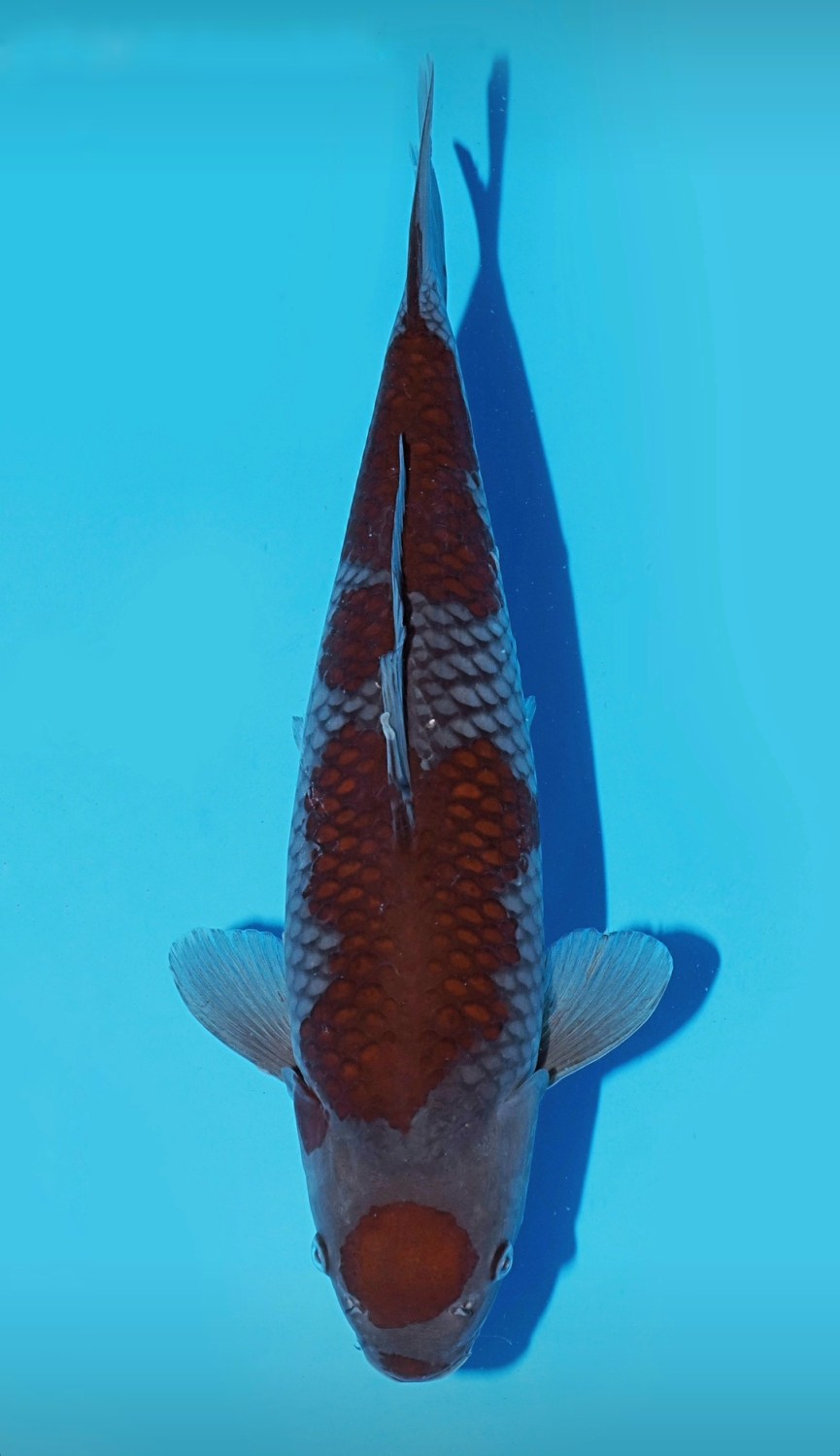 Juara 2